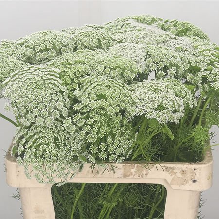 Ammi Visnaga Casablanca