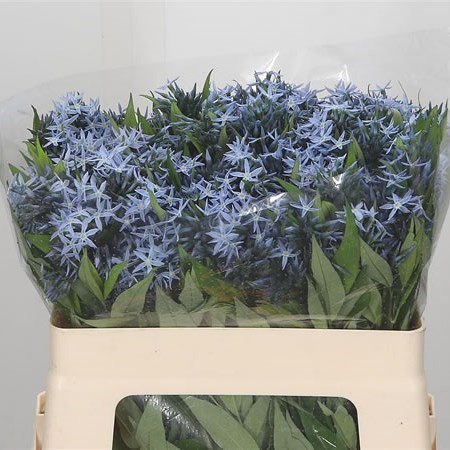 Amsonia Night Sky