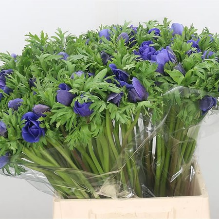 Anemone Blue