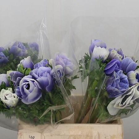 Anemone Blue Celeste Mistral XL