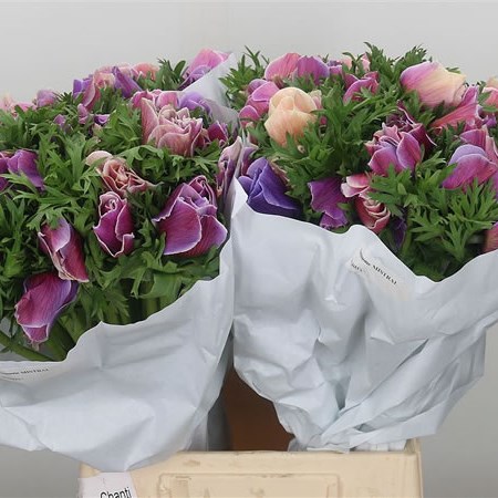 Anemone Cenere Mistral