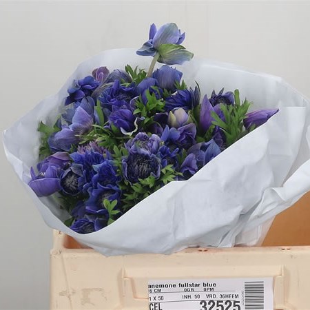 Anemone Fullstar Blue