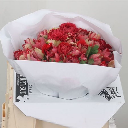 Anemone Fullstar Red