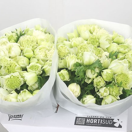 Anemone Fullstar White