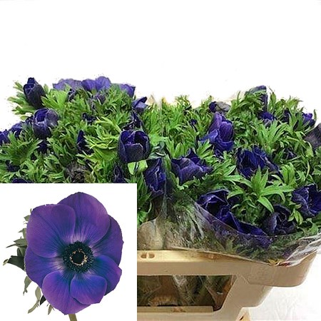 Anemone Galil Blue