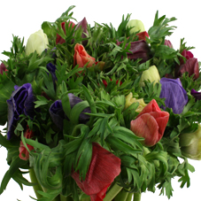 Anemone Galil Mix
