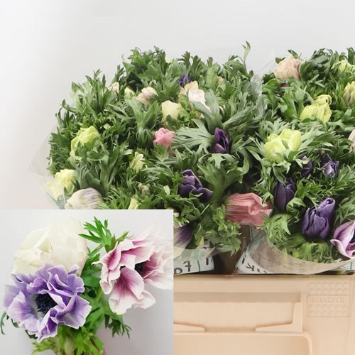 Anemone Galil Pastel