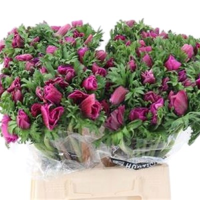 Anemone Galil Purper