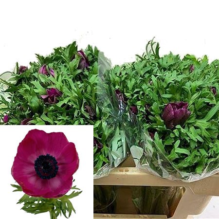 Anemone Galil Purple