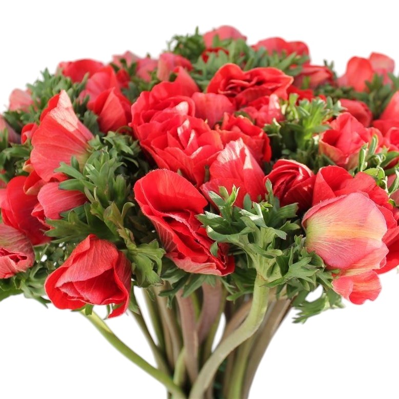 Anemone Galil Red