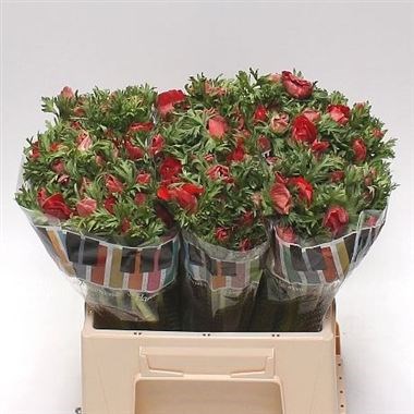 Anemone Galil Red