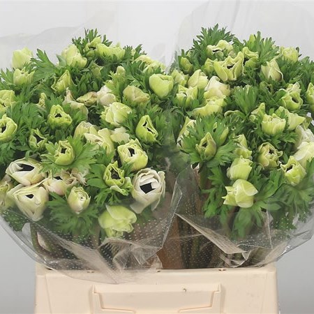 Anemone Marianne Panda 45cm Wholesale Dutch Flowers Florist Supplies Uk Anemone Marianne Panda 45cm Wholesale Dutch Flowers Florist Supplies Uk