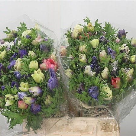 Anemone Marianne Pastel Mix