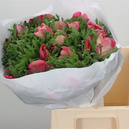 Anemone Mistral + Pink