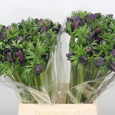 Anemone Mistral Purple