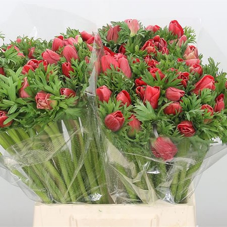 Anemone Mistral Red