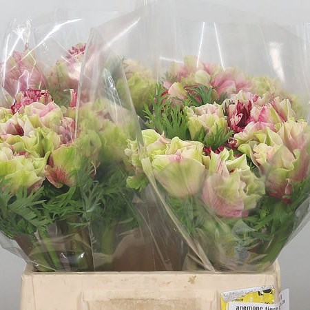 Anemone Mistral Tigre XL