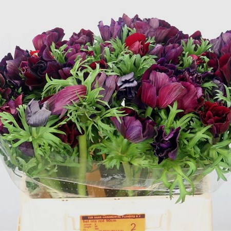 Anemone Mistral Vinato