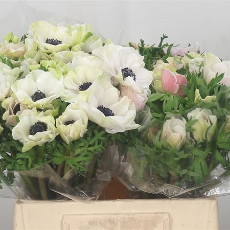 Anemone Mistral + White (Extra)