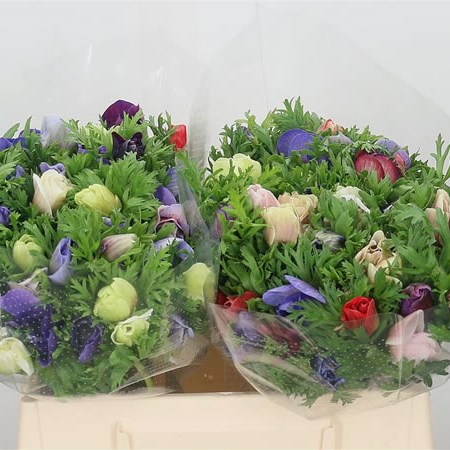Anemone Mix (Cols May Vary to Image)