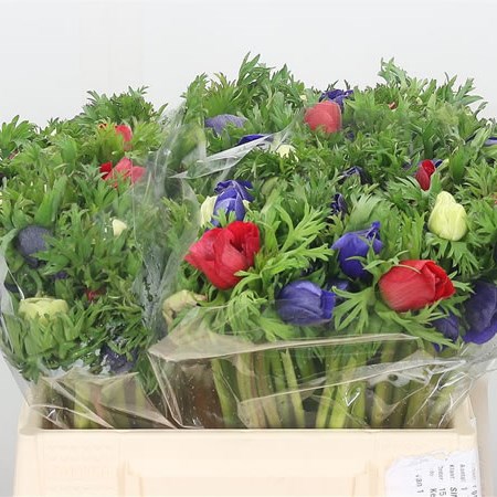 Anemone Mix (Cols May Vary to Image)