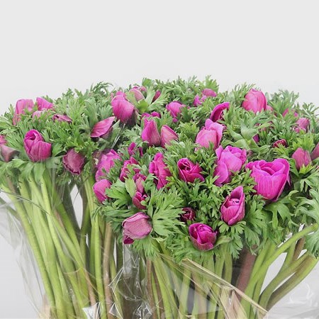 Anemone Orchid Flashy