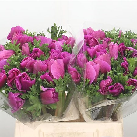 Anemone Orchid Mistral (Extra)