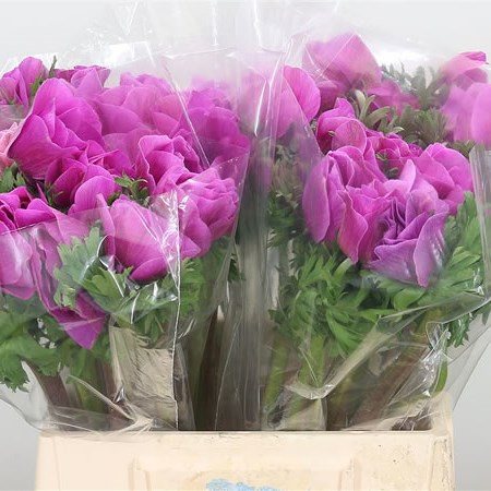 Anemone Orchid Mistral XL