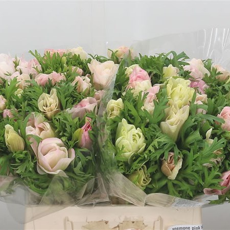 Anemone Pink Baby Marianne
