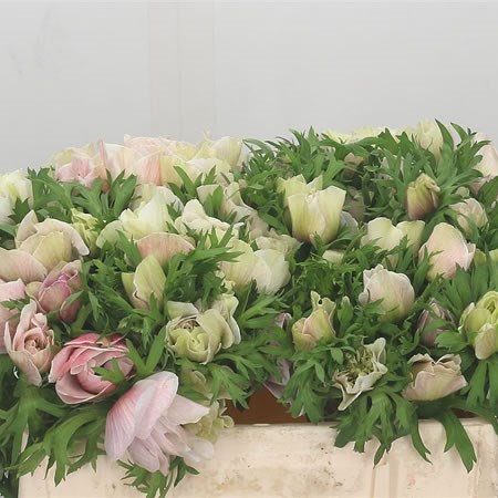 Anemone Pink Baby Mistral