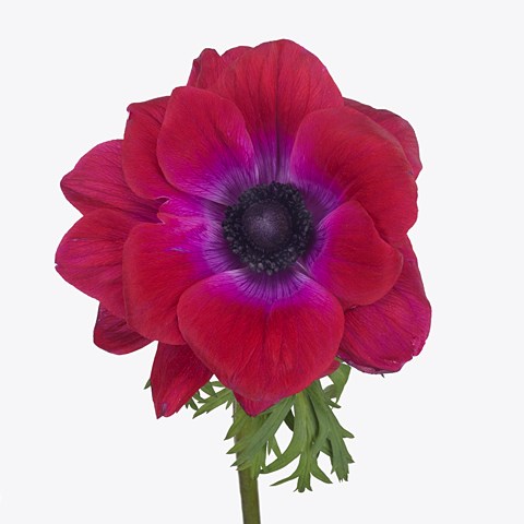 Anemone Purple/Magenta