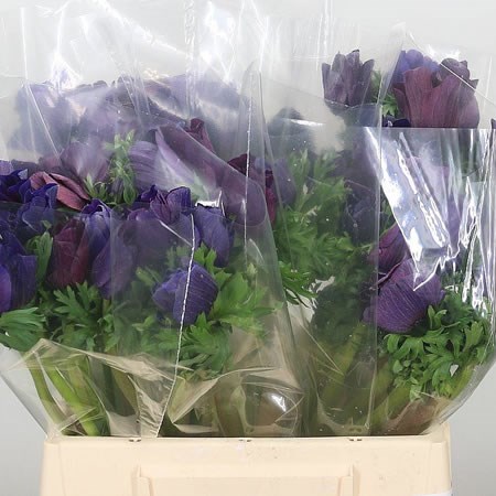 Anemone Purple Margenta Mistral XL