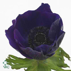 Anemone Jerusalem Blue