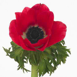 Anemone Jerusalem Red