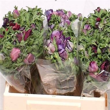 Anemone Meron Bordeaux