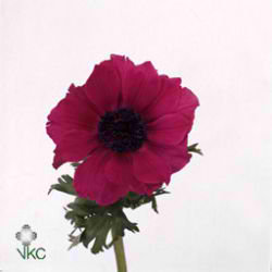 Anemone Meron Pink