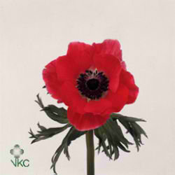 Anemone Meron Red