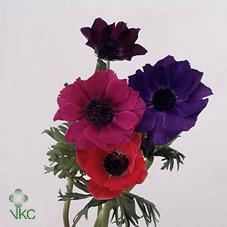 Anemone Mix (Colours May Vary to Image)