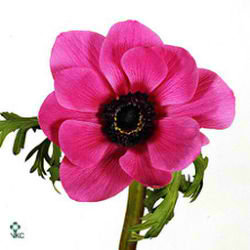Anemone Mona Lisa Orchid
