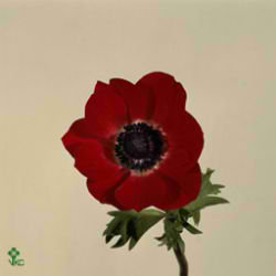 Anemone Mona Lisa Red