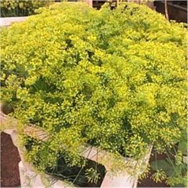 Anethum Graveolens