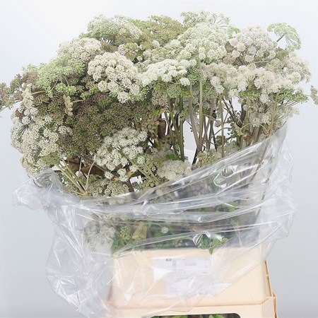 Angelica Gigas (Wild)