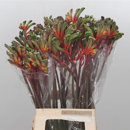 Anigozanthos Cheer
