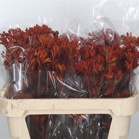 Anigozanthos Dark Orange