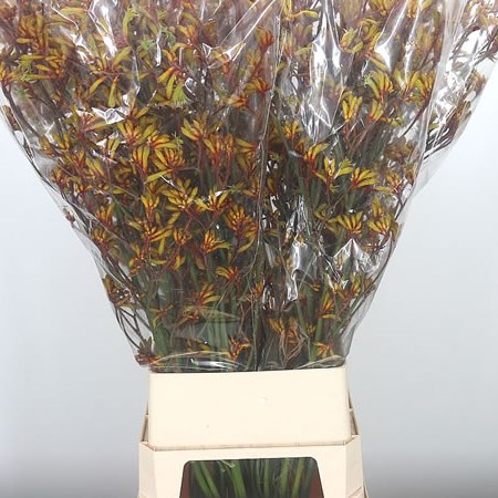 Anigozanthos Gold Fever (Extra)