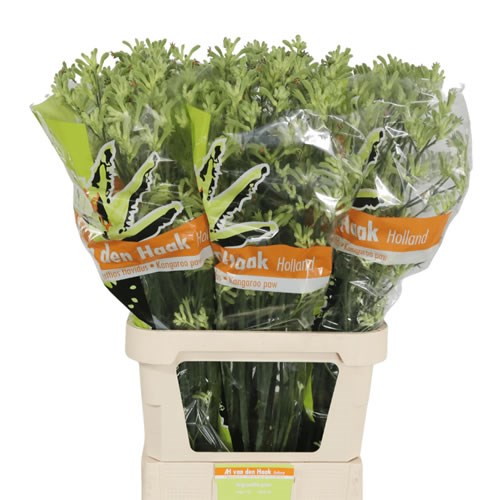 Anigozanthos Green