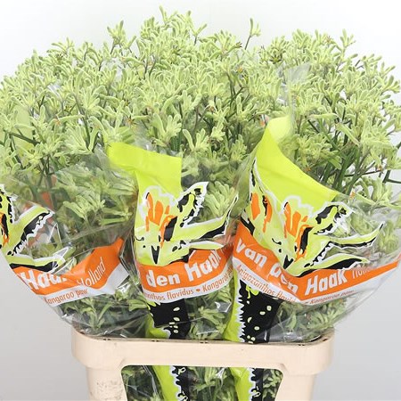 Anigozanthos Green Extra