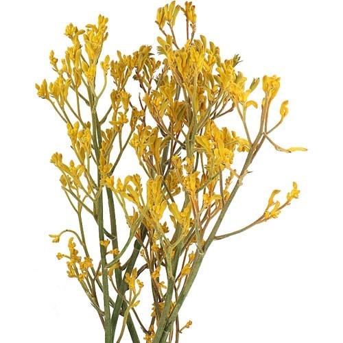 Anigozanthos Imani Yellow
