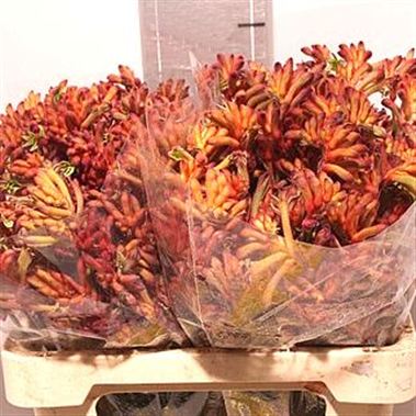 Anigozanthos Bush Tango