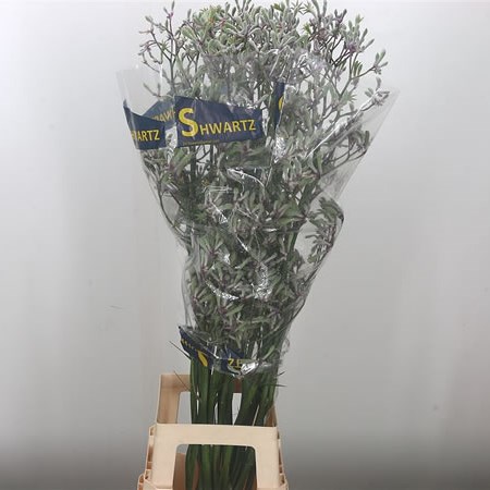 Anigozanthos Lilac Queen